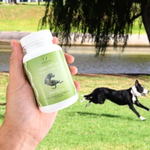 Alternative view of Canine Factor | PAWS Pain | Pain Supplements For Dogs
