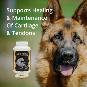 Alternative view of Canine Factor | Collagen Formula | Dog Joint Relief Supplement